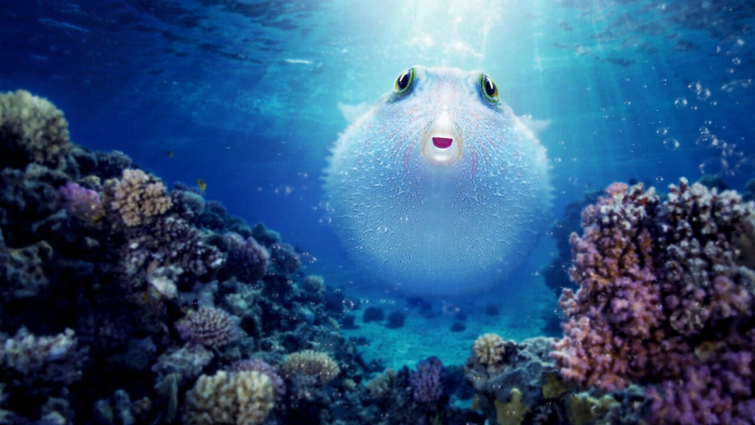 Puff: Wonders of the Reef