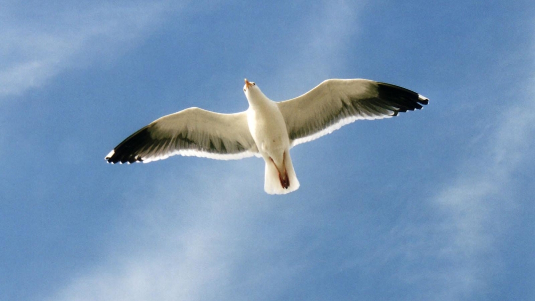 Jonathan Livingston Seagull