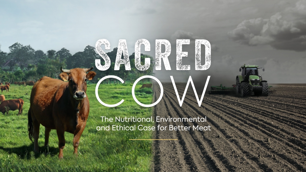 Sacred Cow